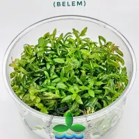 limnophila-aromatica-red-belem-tc-cup