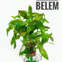 limnophila-belem