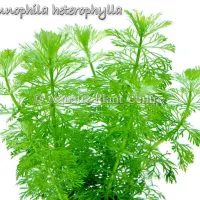 limnophila-heter-4faf914d416f9