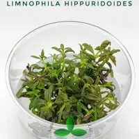 limnophila-hippuridoides-tc-cup