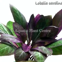 lobelia-cardinal-4faf91beb0226