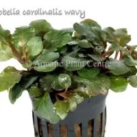 lobelia-cardinal-581adec2e0531