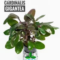 lobelia-cardinalis-gigantea