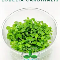lobelia-cardinalis-tc-cup