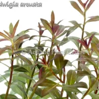 ludwigia-arcuata