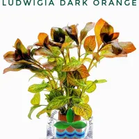 ludwigia-dark-orange
