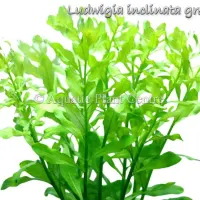 ludwigia-inclinata-green