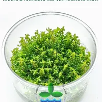 ludwigia-inclinata-var-verticillata-curly-cup