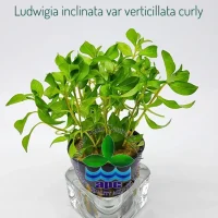 ludwigia-inclinata-var-verticillata-curly