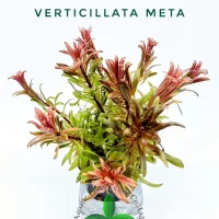 ludwigia-inclinata-var-verticillata-meta