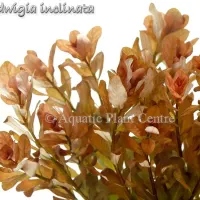 ludwigia-inclinata