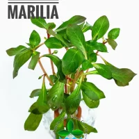 ludwigia-marilia