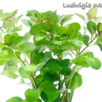 ludwigia-ovalis