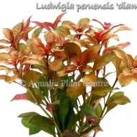 ludwigia-peruensis-diamon