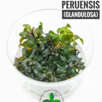 ludwigia-peruensis-glandulosa