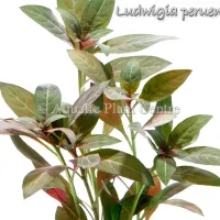 ludwigia-peruensis