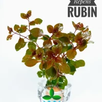 ludwigia-repens-rubin