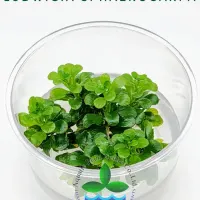 ludwigia-sphaerocarpa-tc-cup