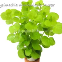 lysimachia-nummularia-aurea
