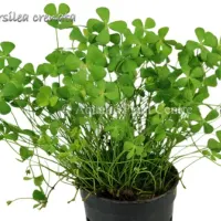 marsilea-crenata-581adf313f968