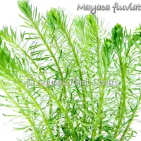 mayaca-fluviatil-4fb4774089a28