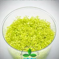 micranthemum-callitrichoides-cuba-mint-green