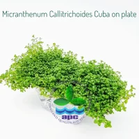 micranthemum-callitrichoides-cuba-on-plate