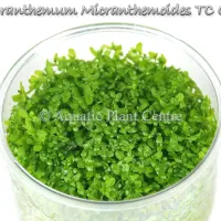 micranthemum-mic-5bfba62a188c5