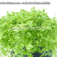 micranthemum-micranthemoides