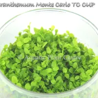 micranthemum-mon-5bfba77c1028f