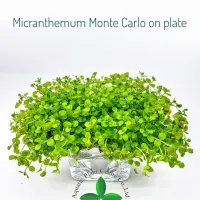 micranthemum-monte-carlo-on-plate