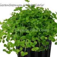 micranthemum-monte-carlo