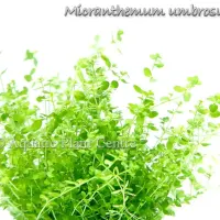 micranthemum-umbrosum