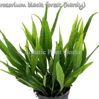 microsorium-black-forest-hardy