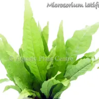 microsorium-latifolia