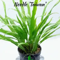 microsorium-needle-taiwan