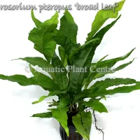 microsorium-pteropus-broad-leaf