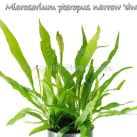 microsorium-pteropus-narrow-dwarf