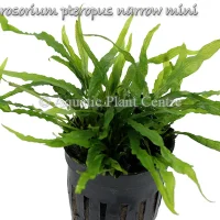 microsorium-pteropus-narrow-mini