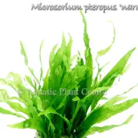 microsorium-pteropus-narrow