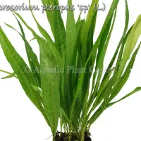 microsorium-pteropus-sp-l