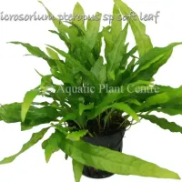 microsorium-pteropus-sp-soft-leaf