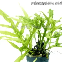 microsorium-pteropus-trident