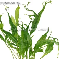 microsorium-sp