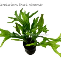 microsorium-thors-hammer