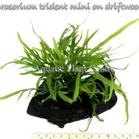 microsorium-trident-mini-on-driftwood