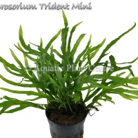 microsorium-trident-mini