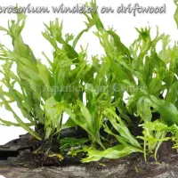 microsorium-windelov-on-driftwood