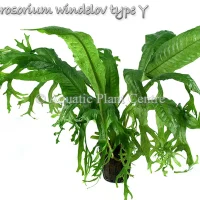 microsorium-windelov-type-y