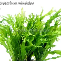 microsorium-windelov